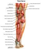 Anatomie: heup,bovenbeen,knie,onderbeen,enkel,voet,acetabulum,collum femoris,trachanter,femur,epicondyl,meniscus,kruisband,cruciate ligament,patella,knieschijf,tibia,fibula,malleolus,talus,calcaneus,tarsus,metatarsus,phalanx,falanx,quadriceps femoris,rectus femoris,sartorius,tensor fasciae latae,tractus iliotibialis,biceps femoris,gastrocnemius,semimembranosus,semitendinosus,soleus,suralis,vena saphena parva,vena saphena magna,sciatic,ischiadicus,peronea